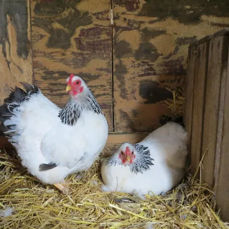 Tatil Evi Het Wapen Heeckeren *